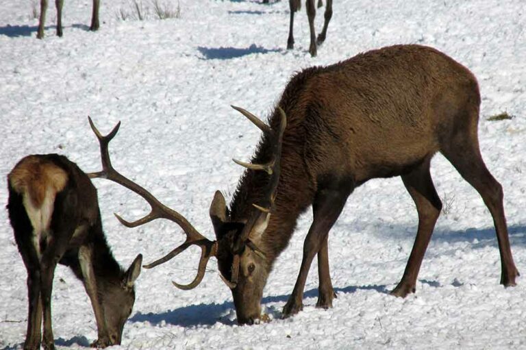Wildbeobachtung Frauenwald
