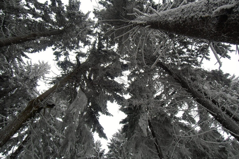Anerkannter Luftkurort Stützerbach